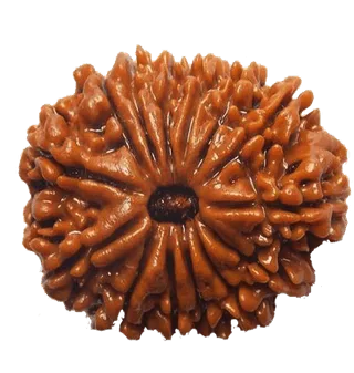 14 Mukhi Rudraksha Rudraksha
