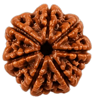 7 Mukhi Rudraksha Rudraksha