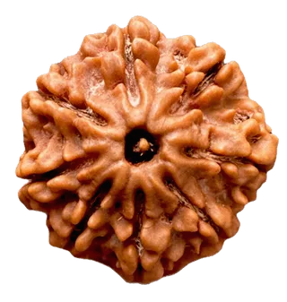 8 Mukhi Rudraksha Rudraksha