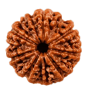 9 Mukhi Rudraksha Rudraksha