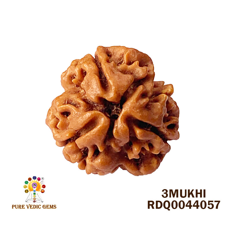 3 Mukhi Rudraksha (2.772gm) — image 1
