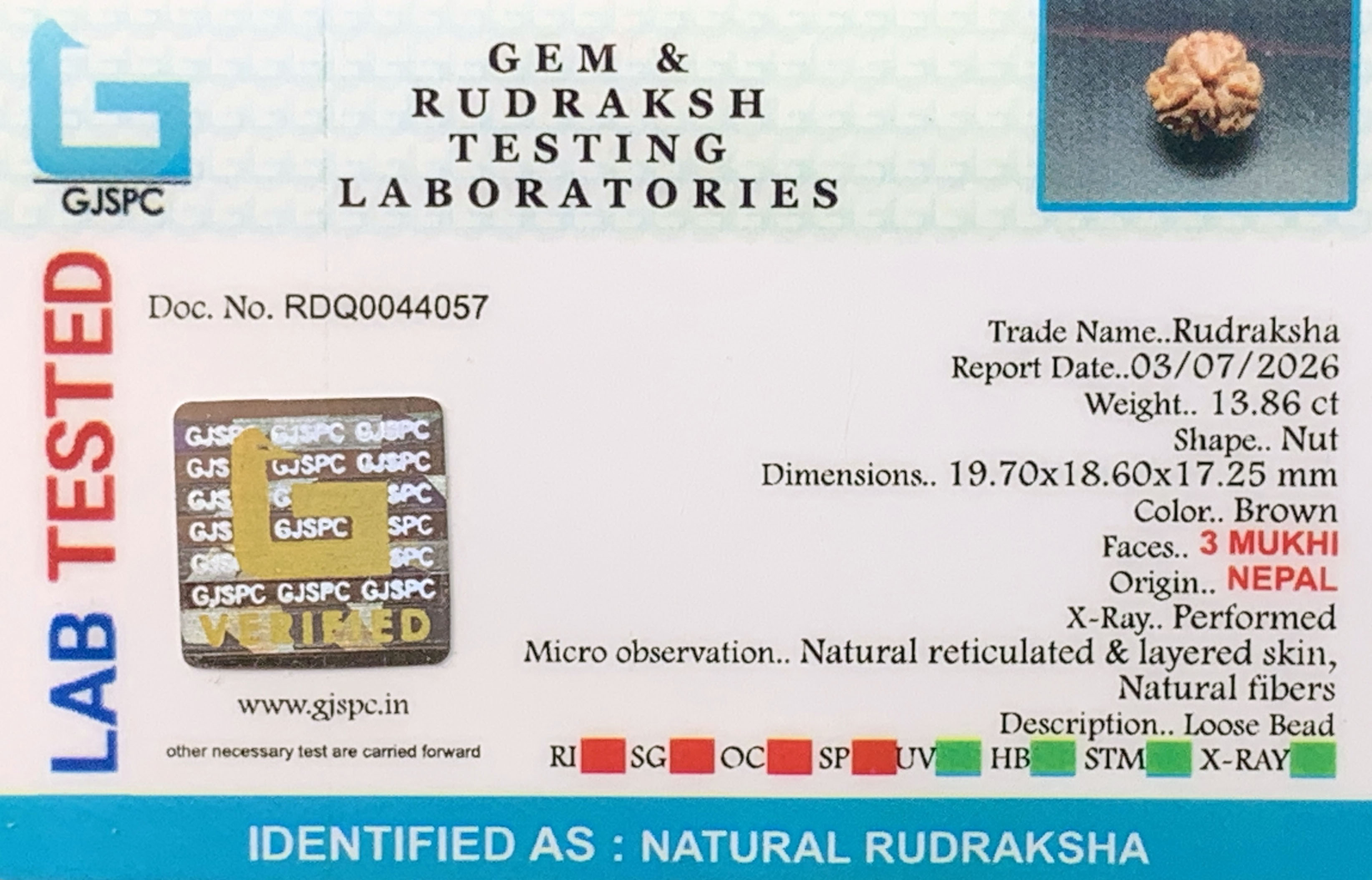 3 Mukhi Rudraksha (2.772gm) view 2