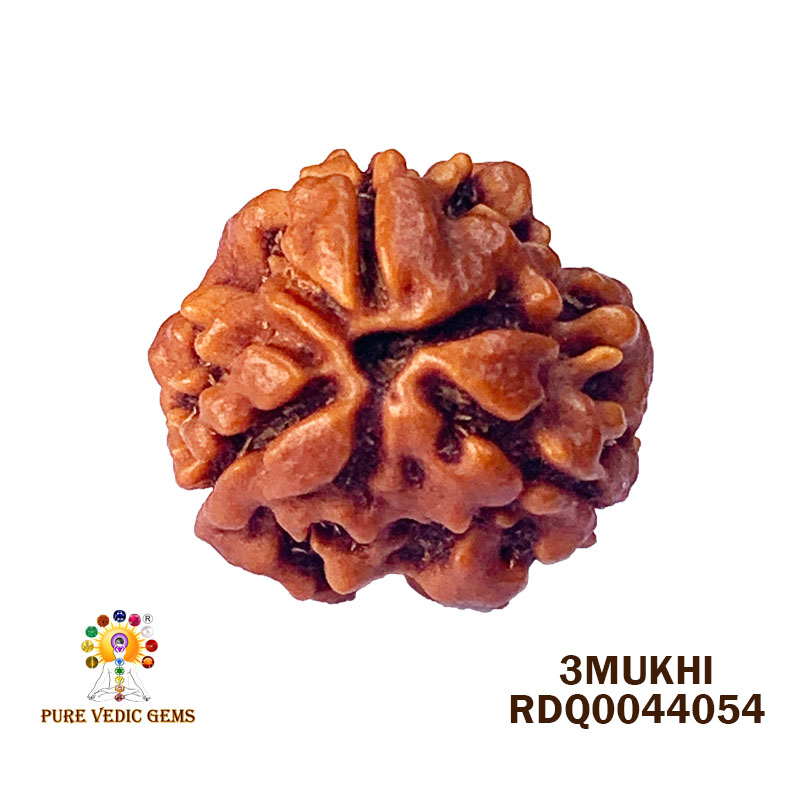 3 Mukhi Rudraksha (2.568gm) — image 1