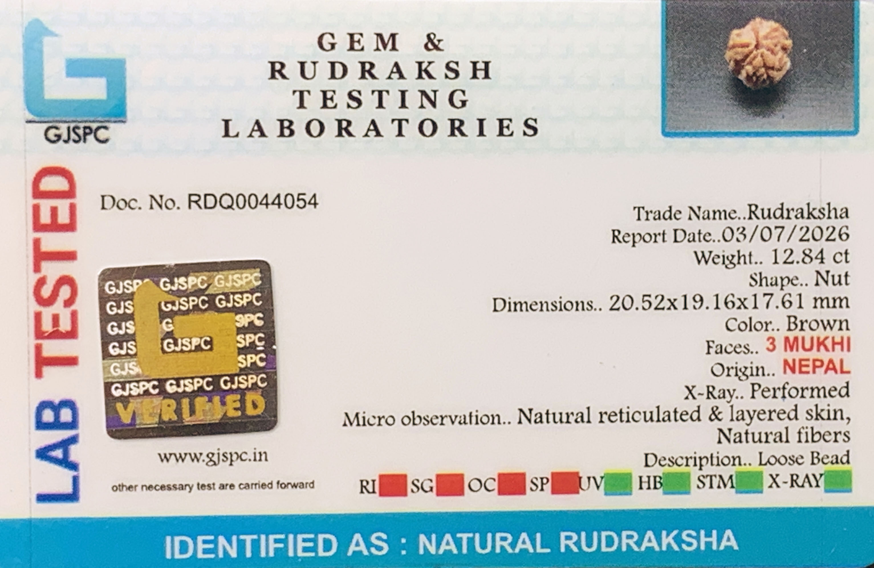 3 Mukhi Rudraksha (2.568gm) view 2