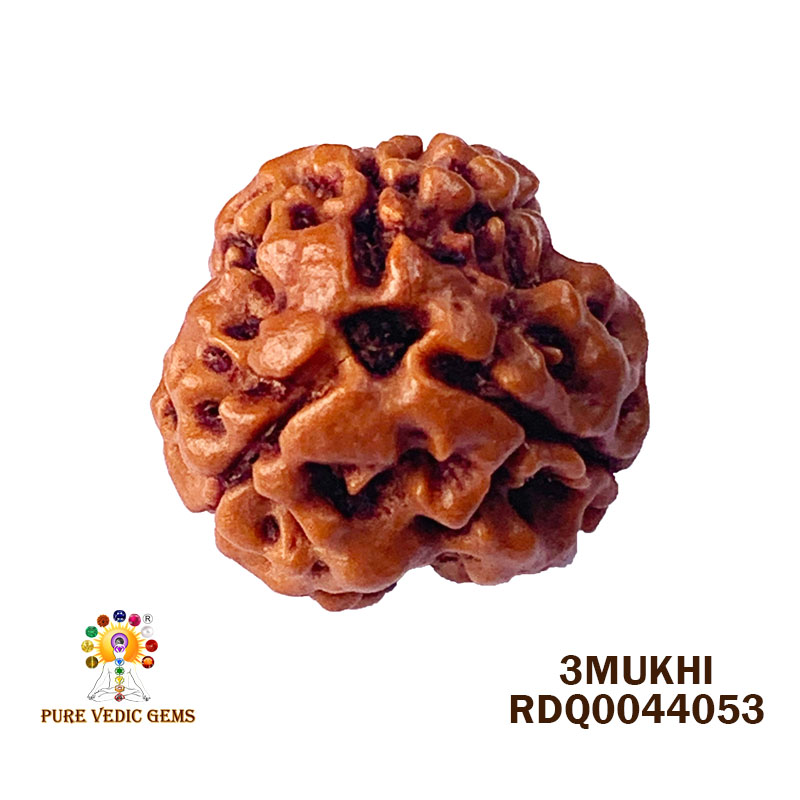 3 Mukhi Rudraksha (2.430gm) — image 1