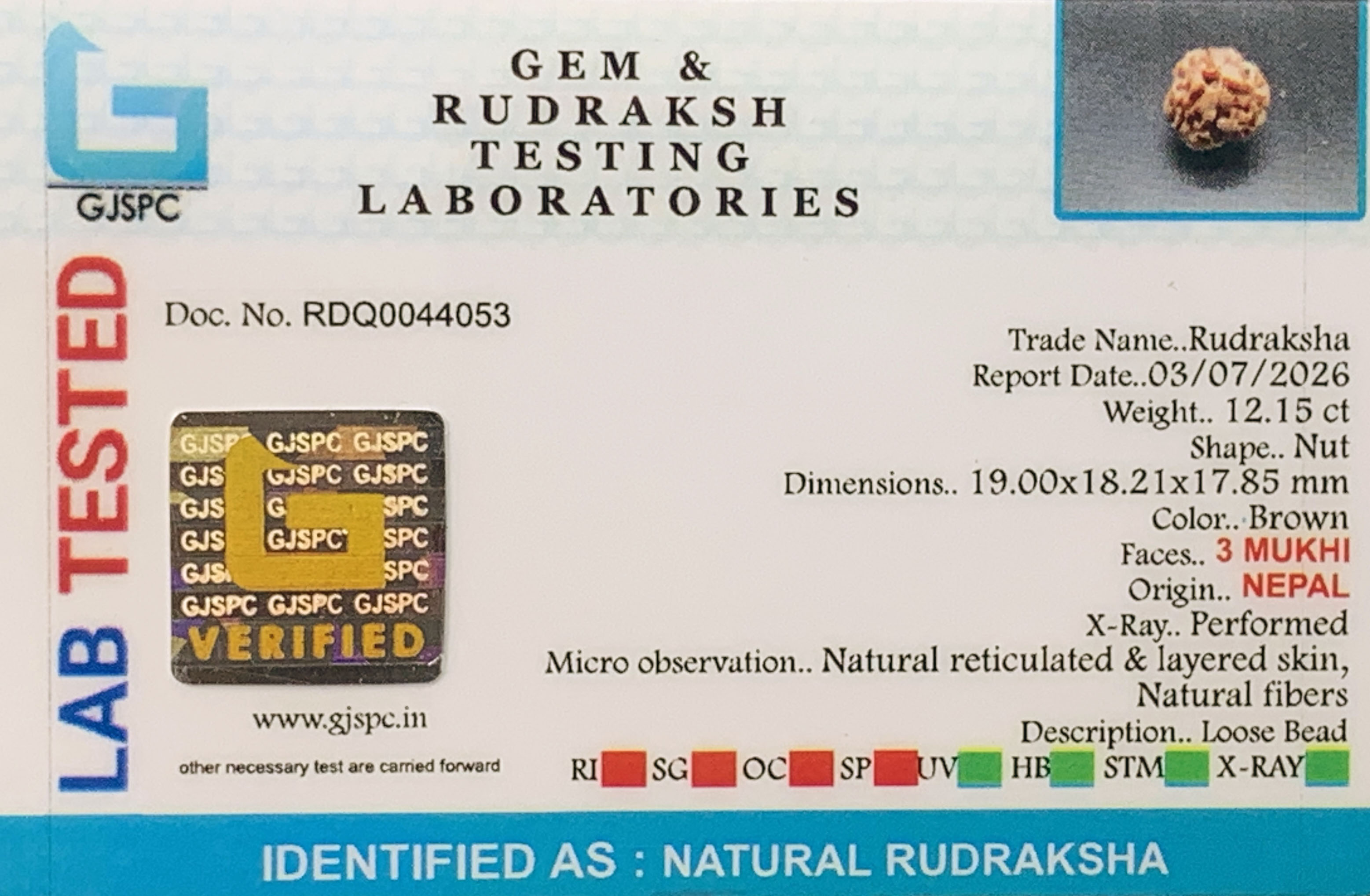 3 Mukhi Rudraksha (2.430gm) view 2