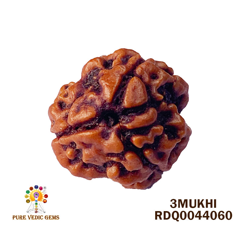 3 Mukhi Rudraksha (2.688gm) — image 1
