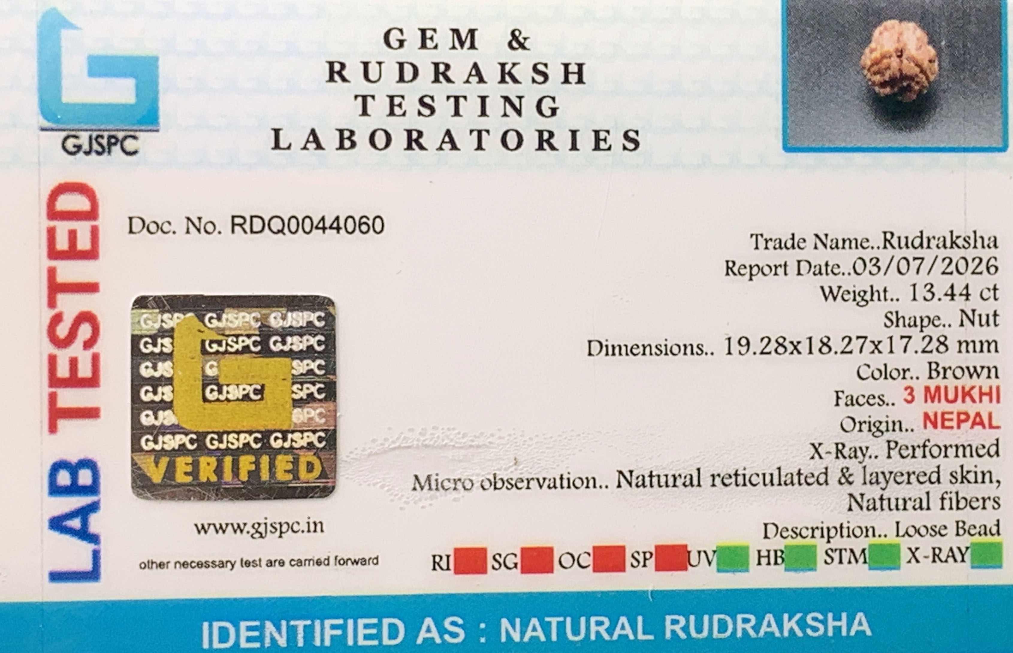 3 Mukhi Rudraksha (2.688gm) view 2