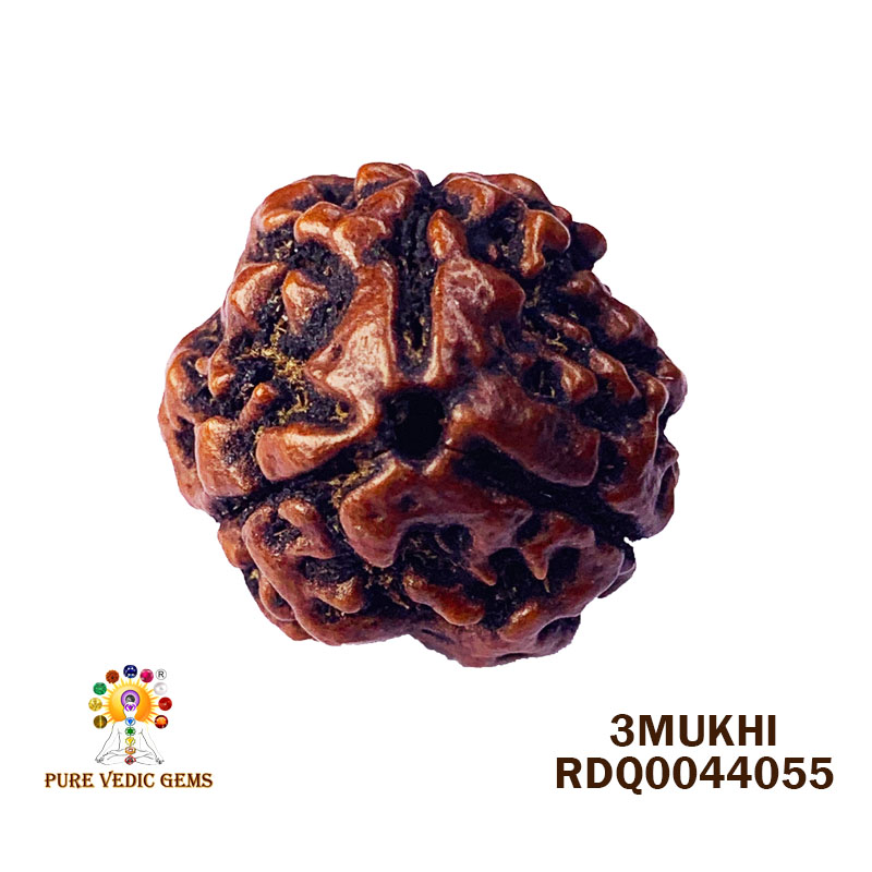 3 Mukhi Rudraksha (2.840gm) — image 1