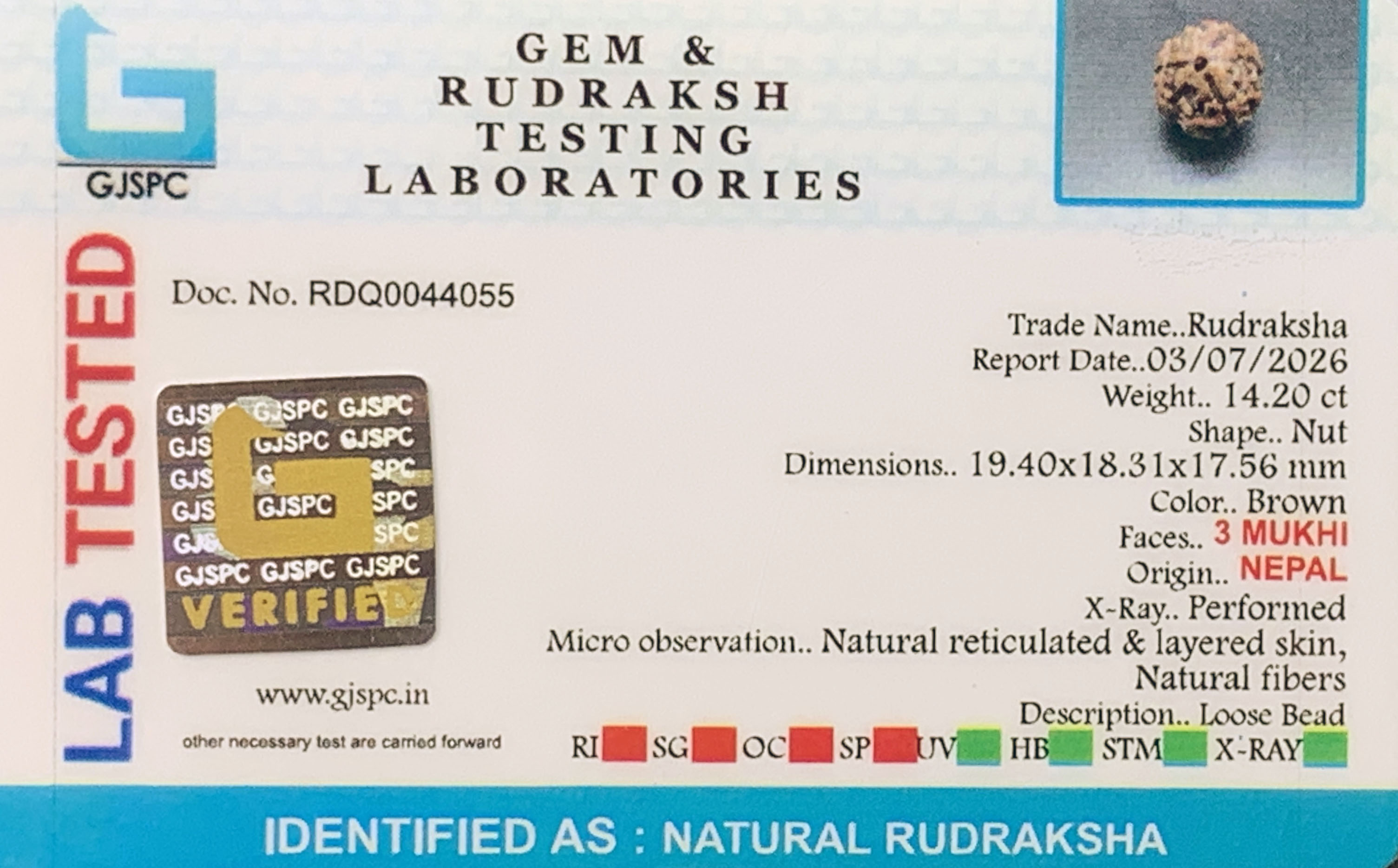 3 Mukhi Rudraksha (2.840gm) view 2