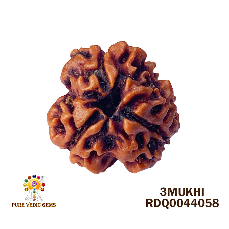 3 Mukhi Rudraksha (2.364gm) — image 1