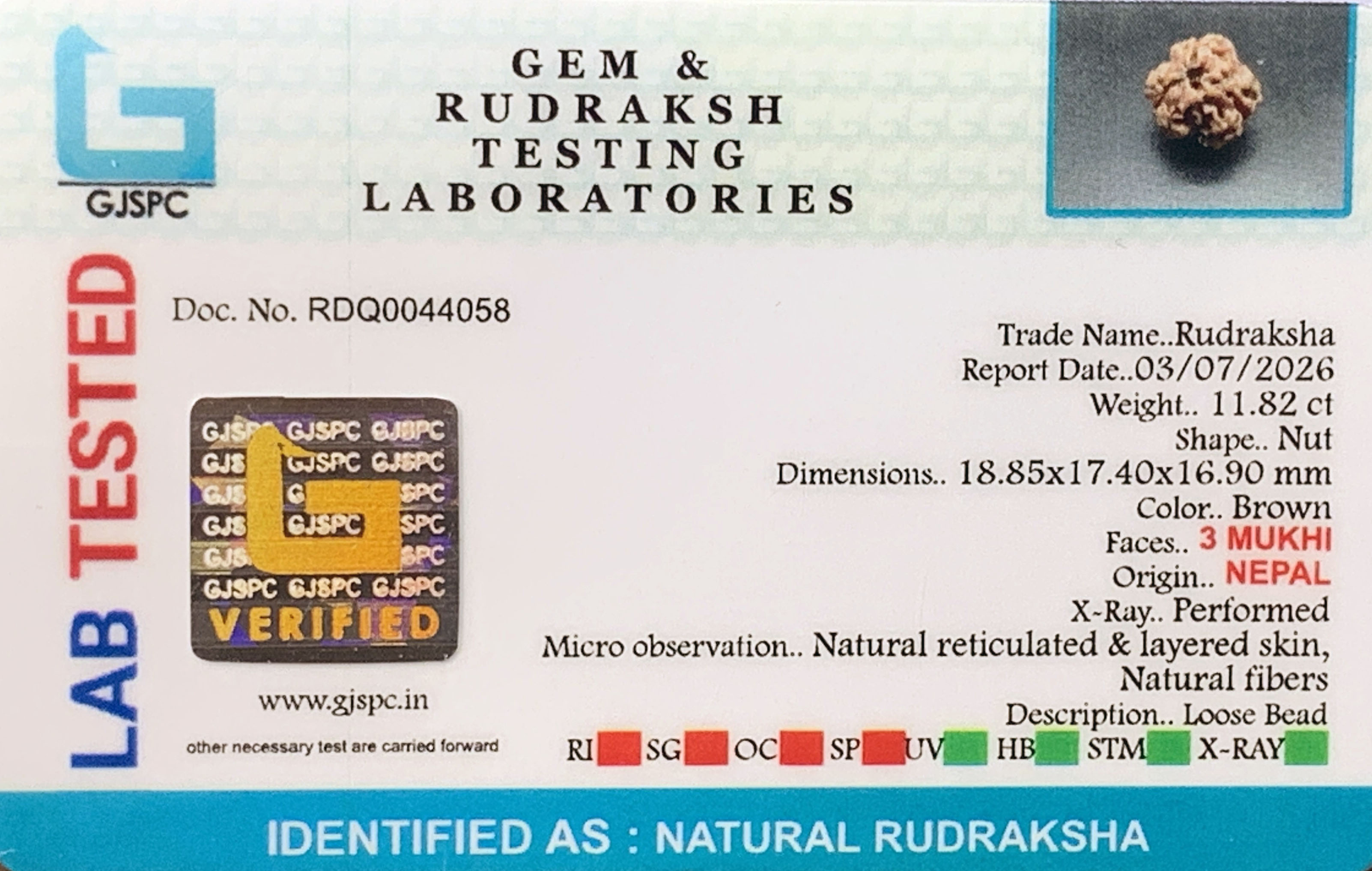 3 Mukhi Rudraksha (2.364gm) view 2
