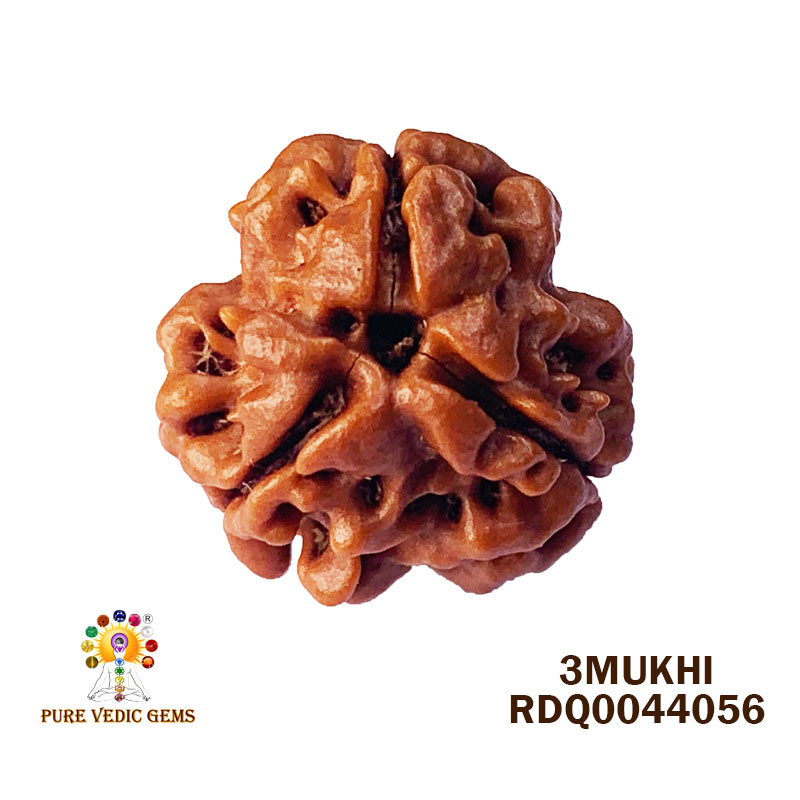 3 Mukhi Rudraksha (2.472gm) — image 1