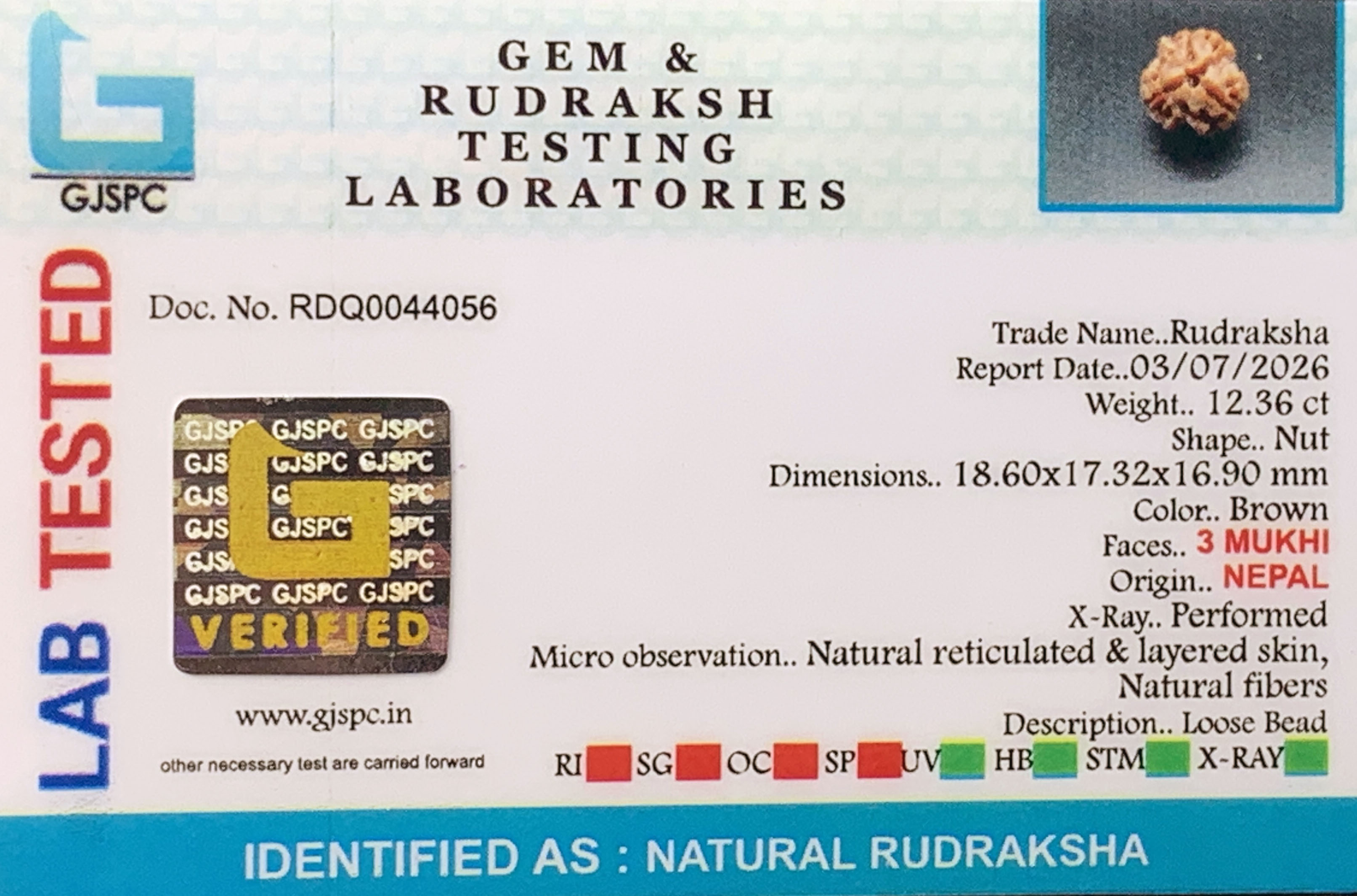 3 Mukhi Rudraksha (2.472gm) view 2