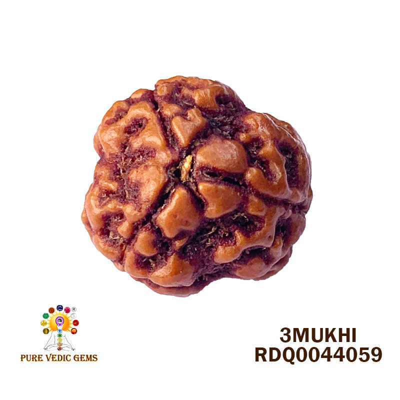 3 Mukhi Rudraksha (3.716gm) — image 1