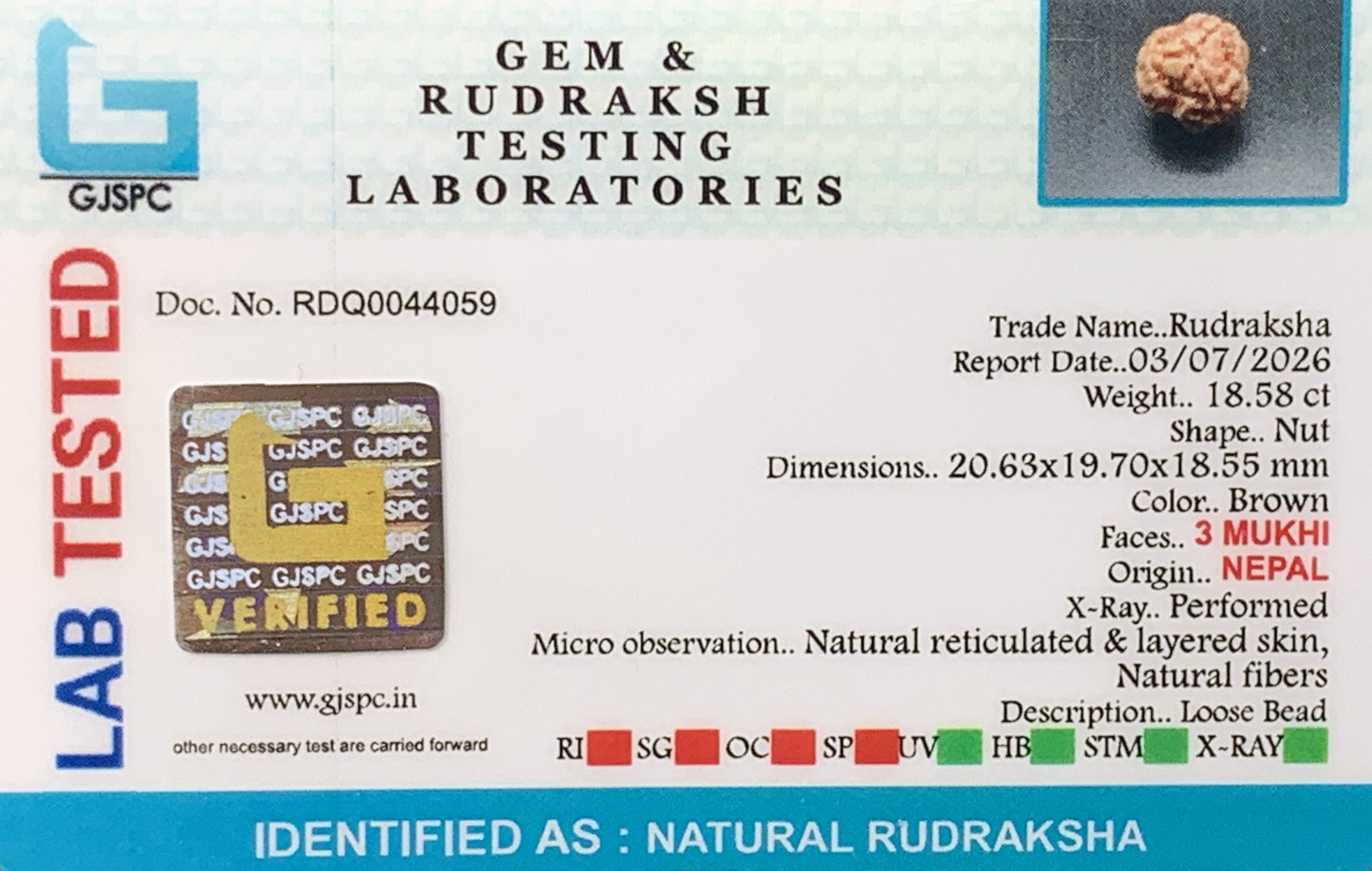 3 Mukhi Rudraksha (3.716gm) view 2