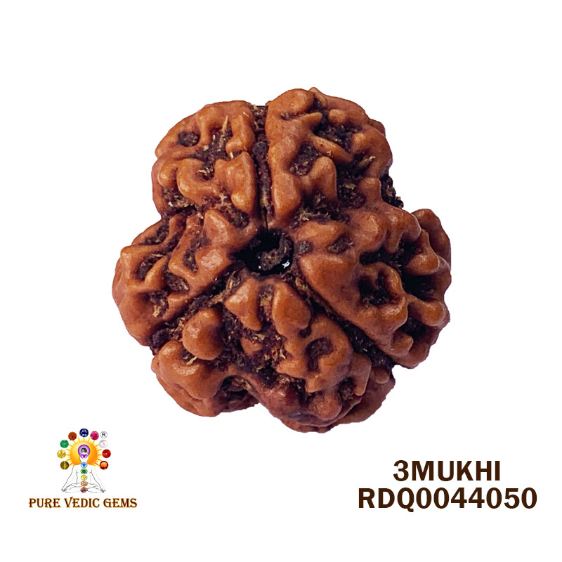 3 Mukhi Rudraksha (2.728gm) — image 1