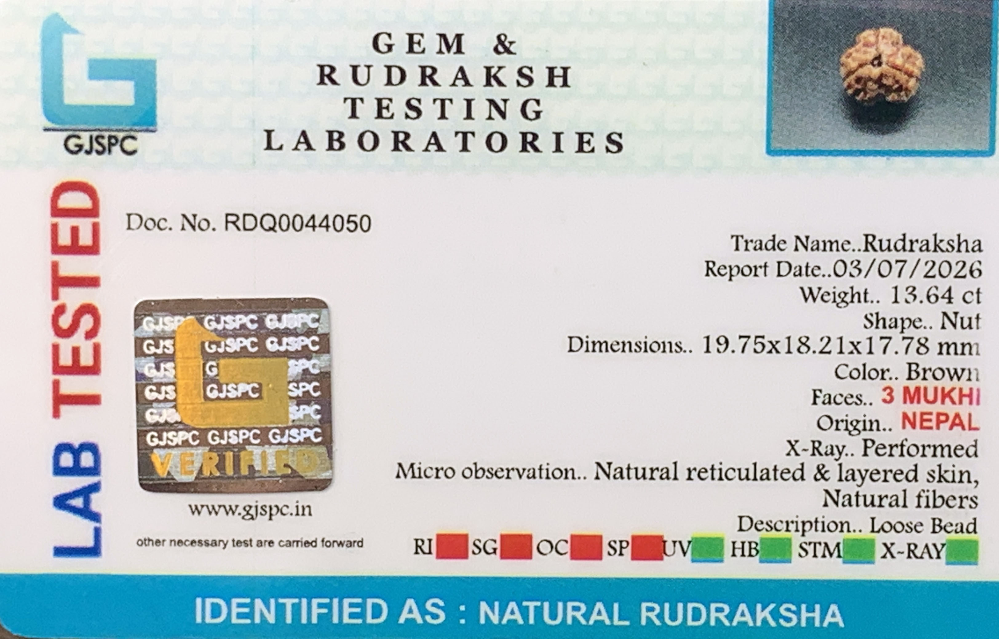 3 Mukhi Rudraksha (2.728gm) view 2