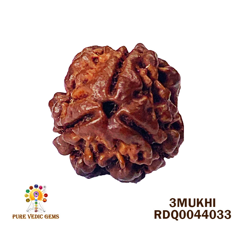 3 Mukhi Rudraksha (1.582gm) — image 1