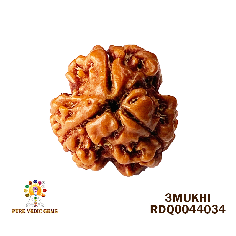 3 Mukhi Rudraksha (1.688gm) — image 1