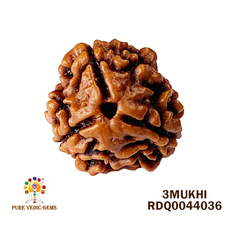 3 Mukhi Rudraksha (2.060gm) — image 1
