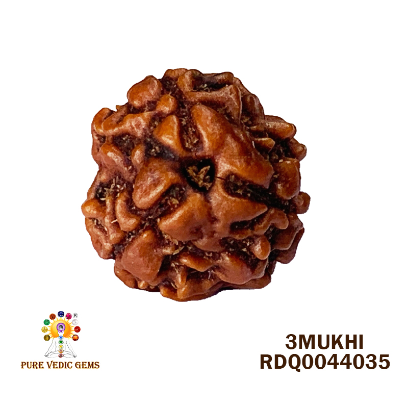 3 Mukhi Rudraksha (1.832gm) — image 1