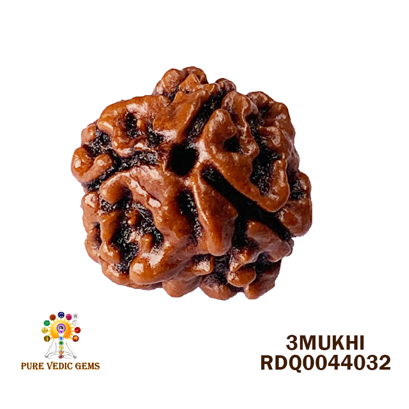 3 Mukhi Rudraksha (1.844gm) — image 1