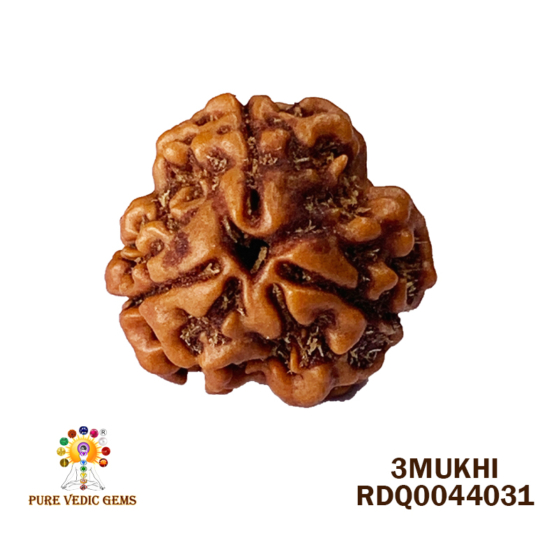 3 Mukhi Rudraksha (1.810gm) — image 1