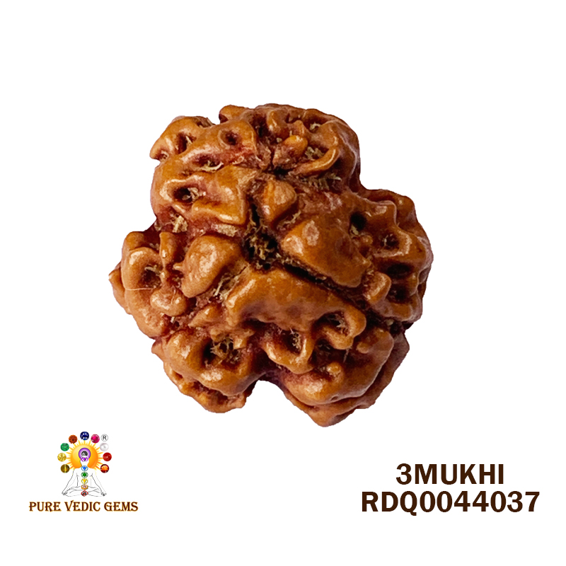 3 Mukhi Rudraksha (1.584gm) — image 1