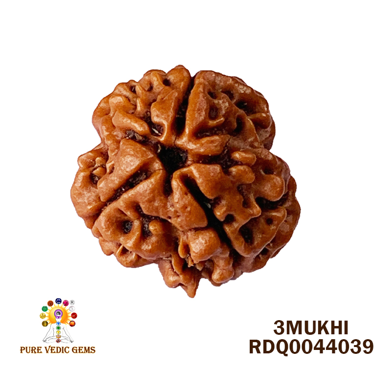 3 Mukhi Rudraksha (1.970gm) — image 1