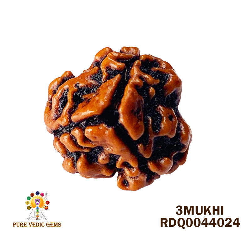 3 Mukhi Rudraksha (1.542gm) — image 1