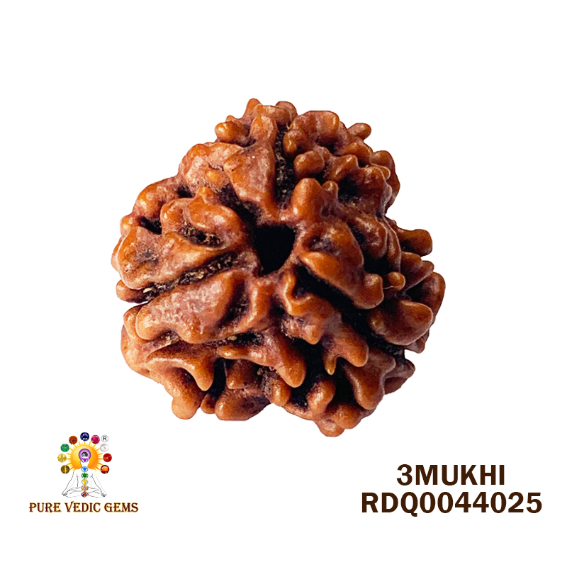 3 Mukhi Rudraksha (1.700gm) — image 1
