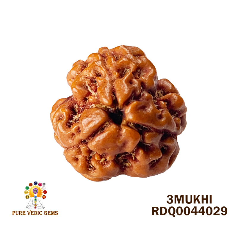 3 Mukhi Rudraksha (1.808gm) — image 1