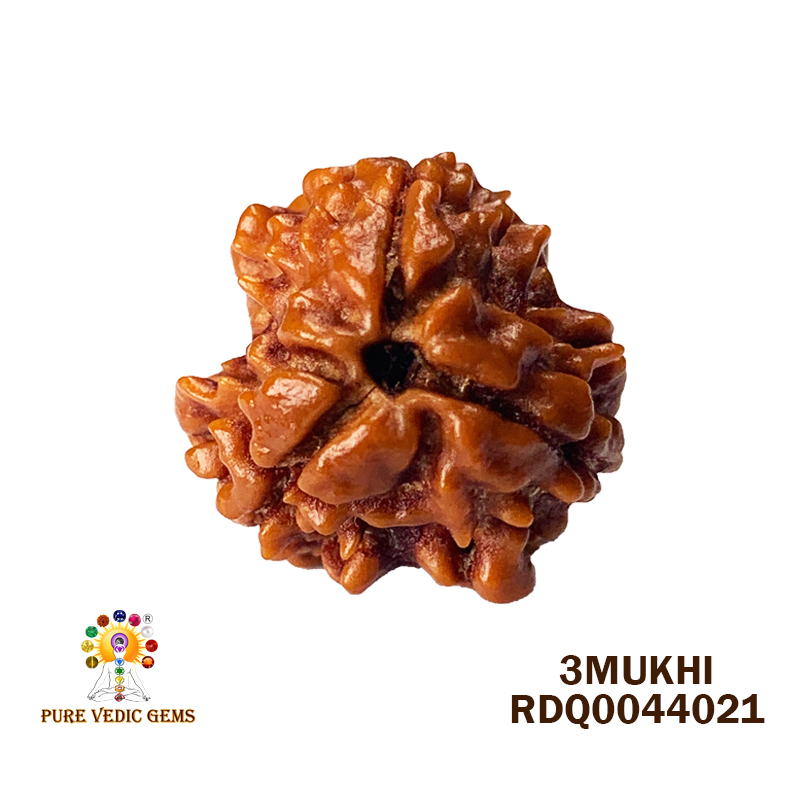 3 Mukhi Rudraksha (1.744gm) — image 1