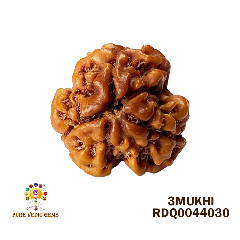 3 Mukhi Rudraksha (1.940gm) — image 1
