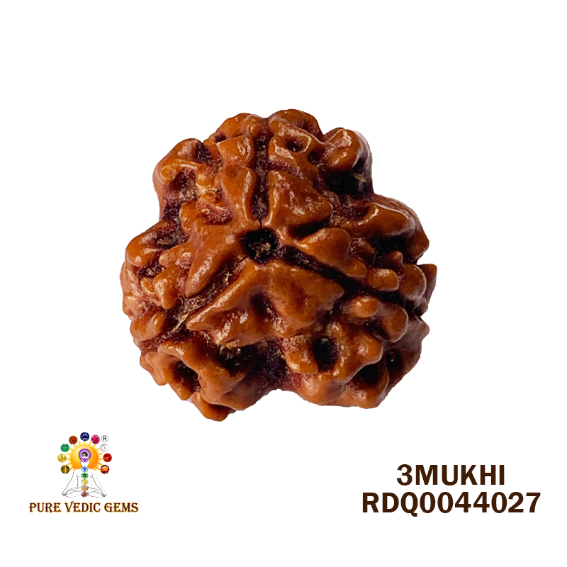 3 Mukhi Rudraksha (1.756gm) — image 1