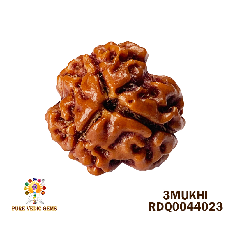 3 Mukhi Rudraksha (1.762gm) — image 1