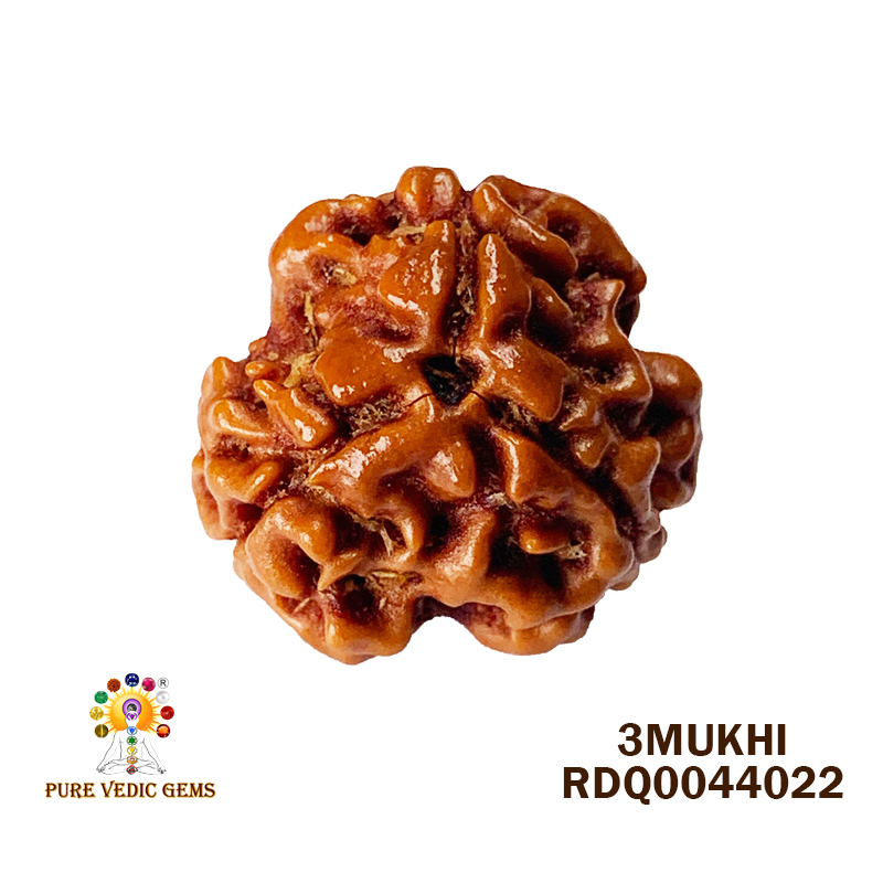 3 Mukhi Rudraksha (1.966gm) — image 1