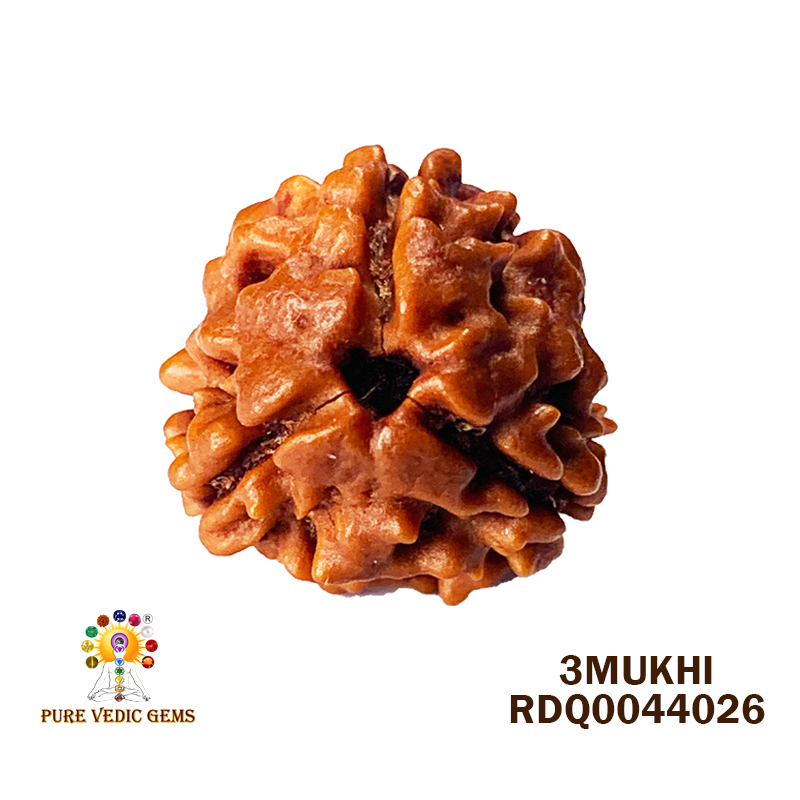 3 Mukhi Rudraksha (1.344gm) — image 1