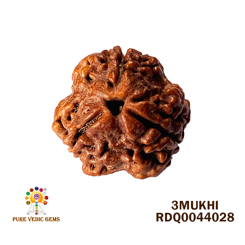 3 Mukhi Rudraksha (1.026gm) — image 1