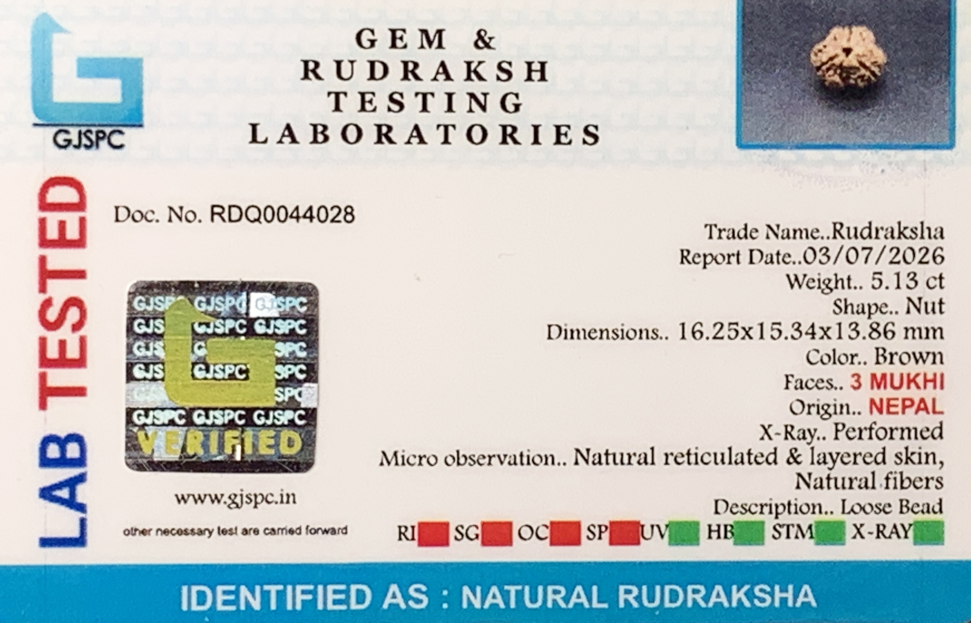 3 Mukhi Rudraksha (1.026gm) view 2