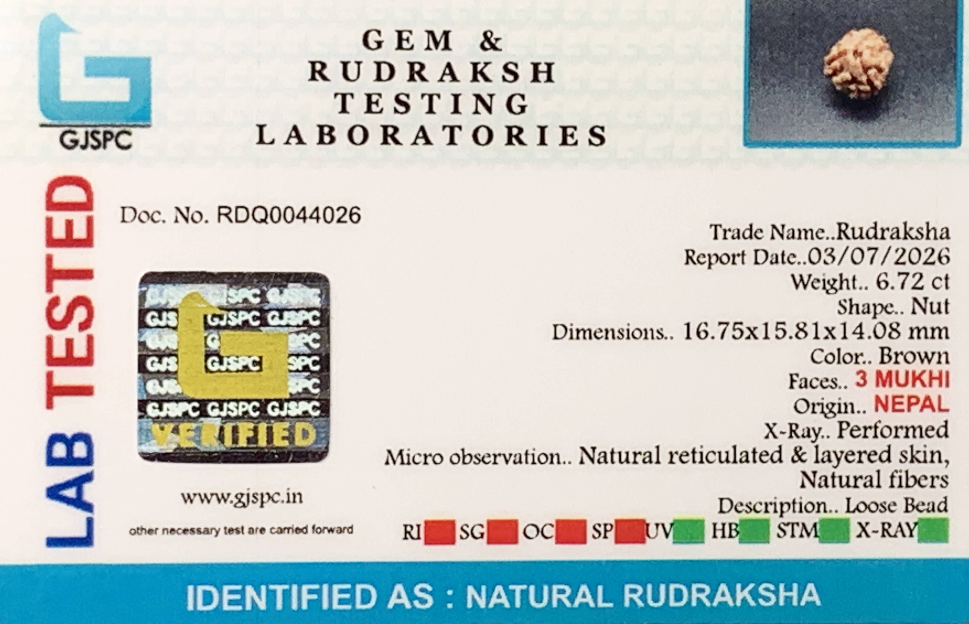3 Mukhi Rudraksha (1.344gm) view 2