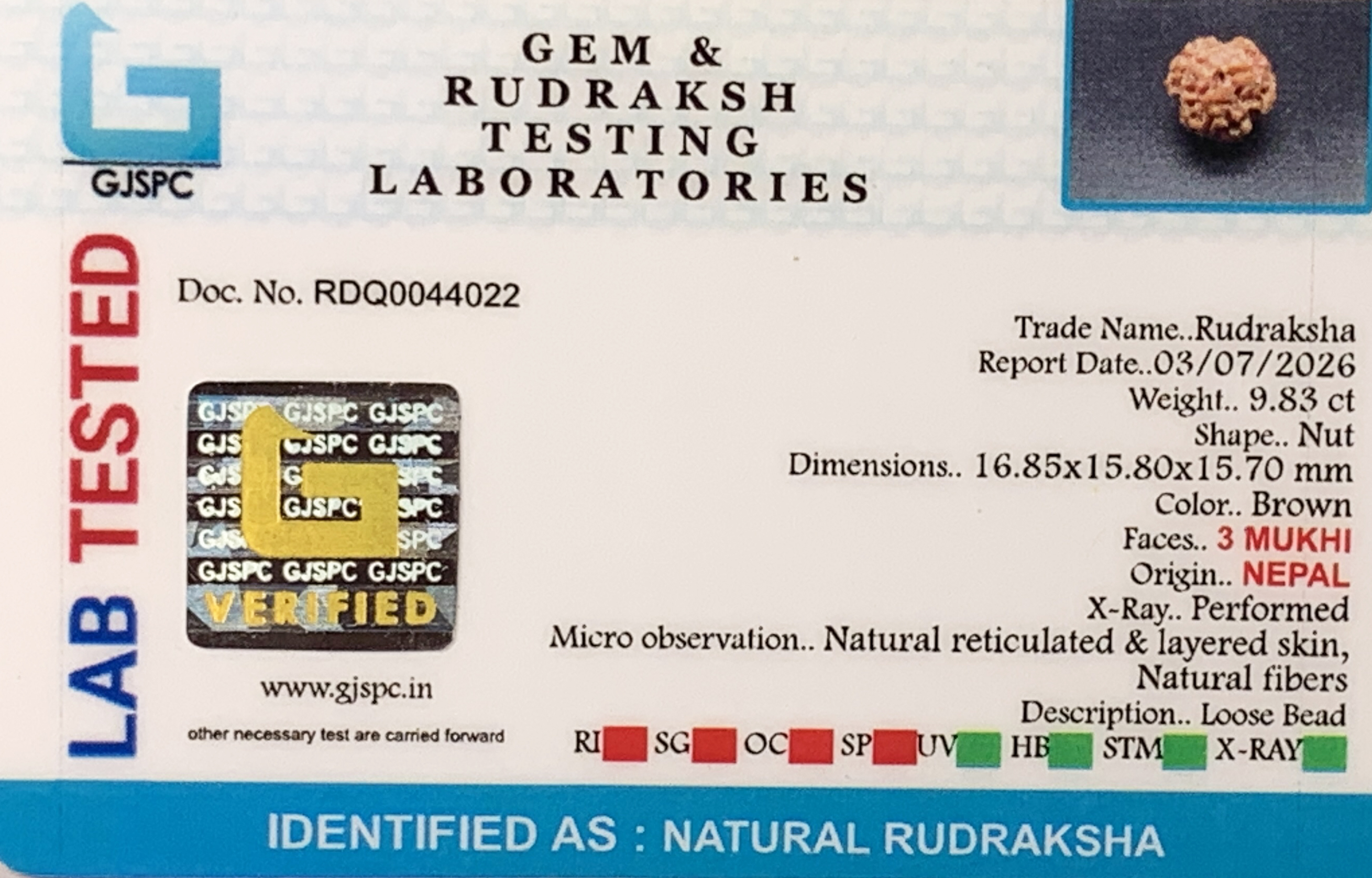 3 Mukhi Rudraksha (1.966gm) view 2
