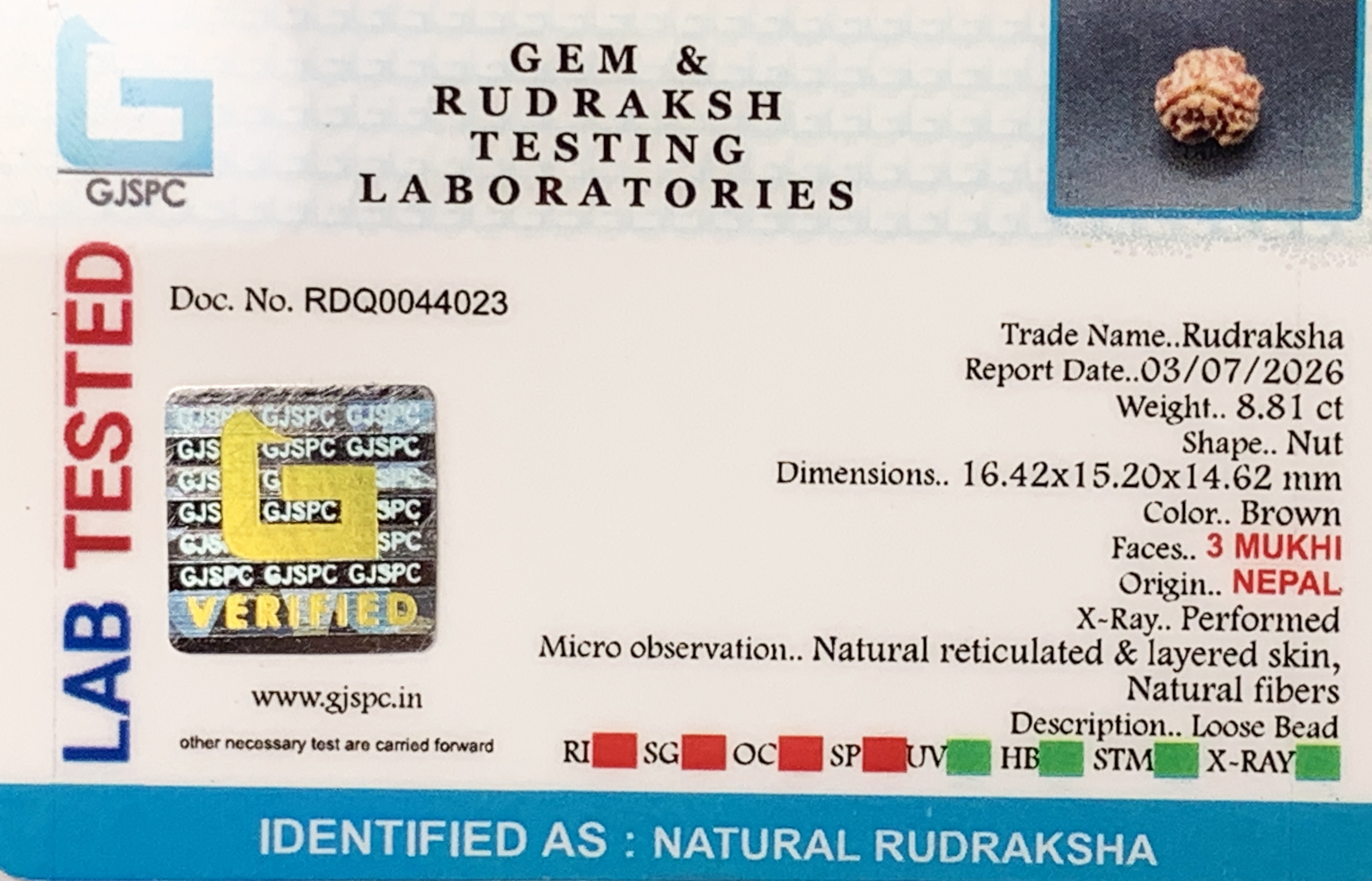 3 Mukhi Rudraksha (1.762gm) view 2