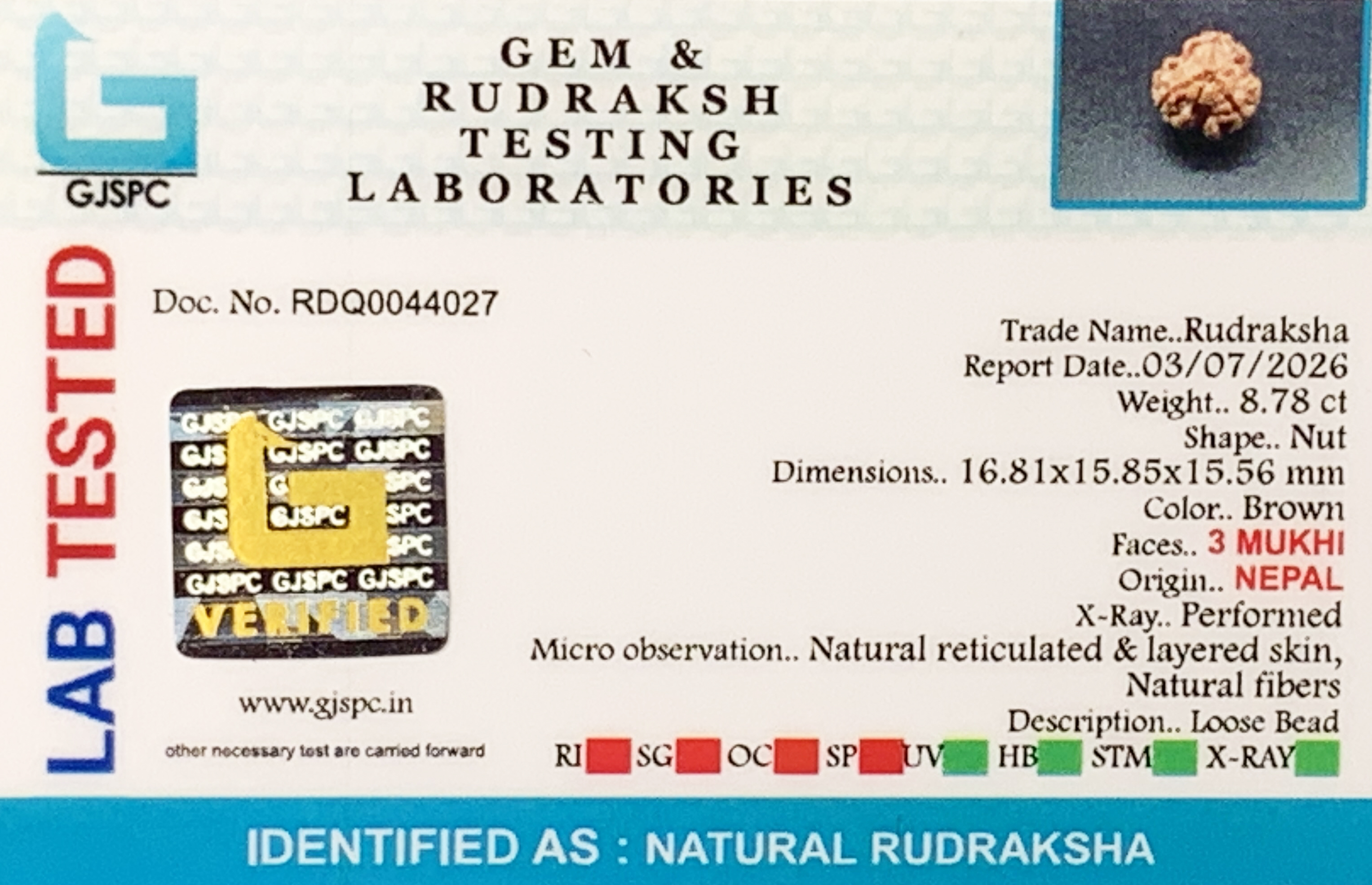 3 Mukhi Rudraksha (1.756gm) view 2