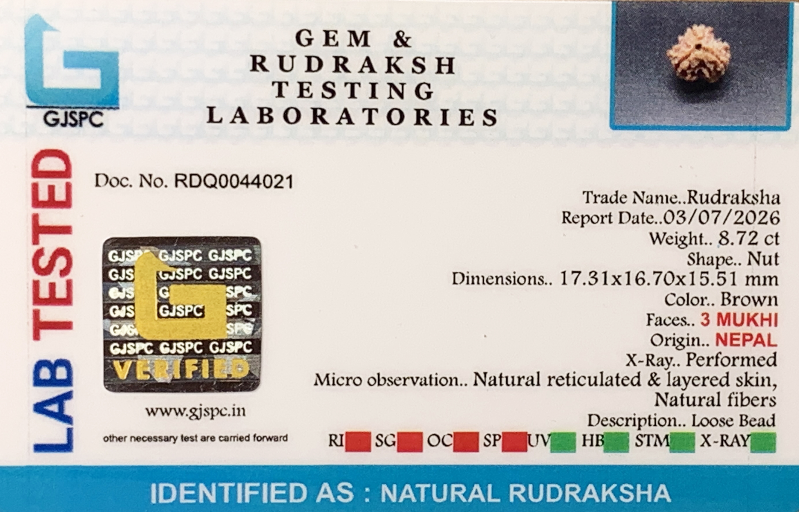 3 Mukhi Rudraksha (1.744gm) view 2