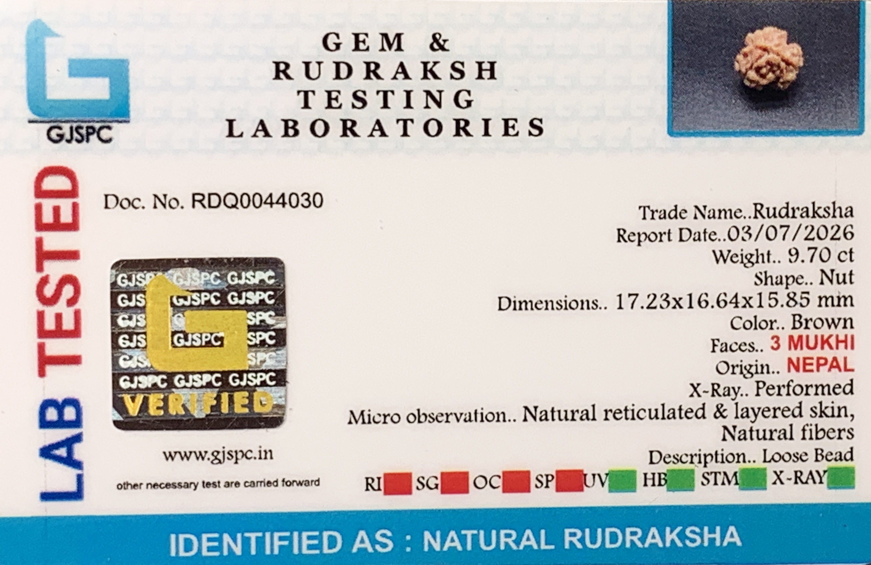 3 Mukhi Rudraksha (1.940gm) view 2