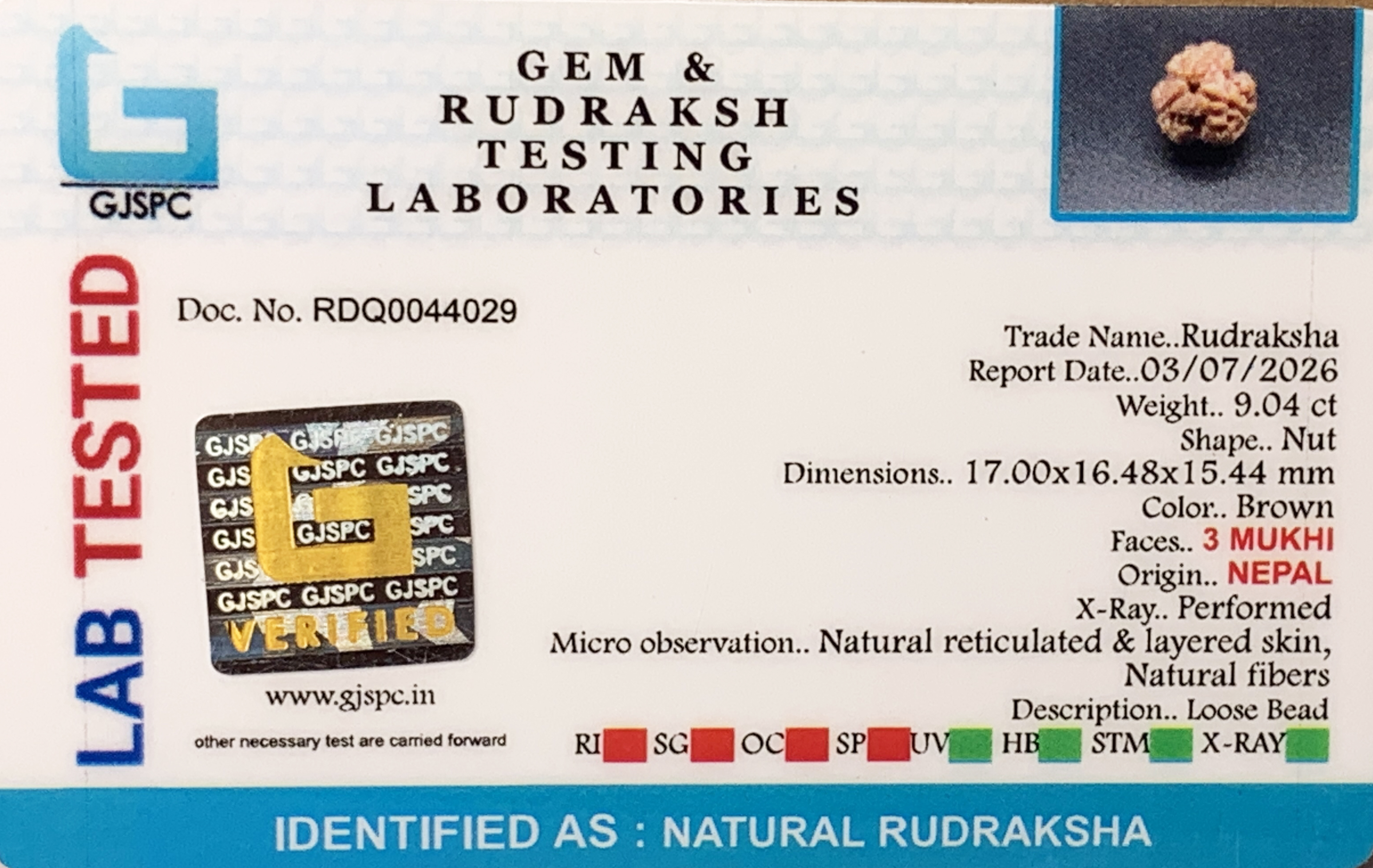 3 Mukhi Rudraksha (1.808gm) view 2