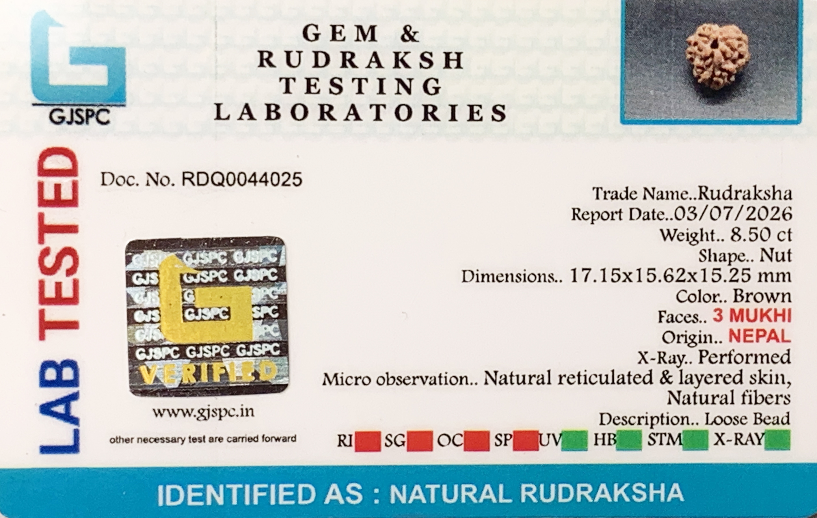 3 Mukhi Rudraksha (1.700gm) view 2