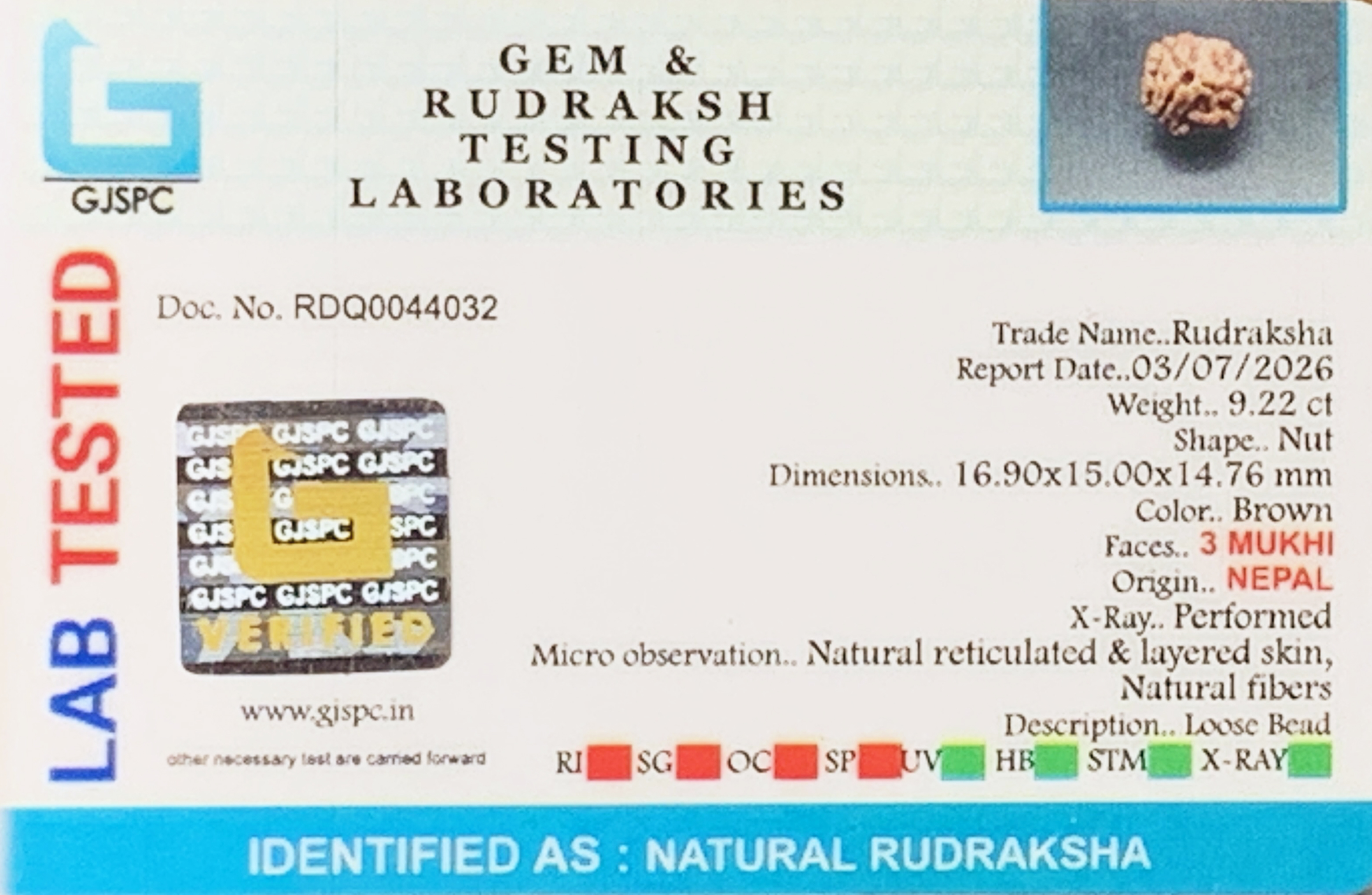 3 Mukhi Rudraksha (1.844gm) view 2
